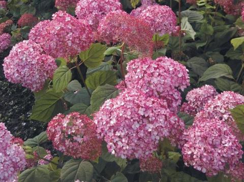 HYDRANGEA ARB. DARK PINK®