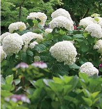 HYDRANGEA ARB. STRONG ANNABELLE ®