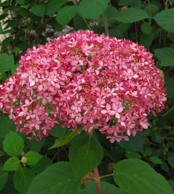 HYDRANGEA ARB. PINK ANNABELLE  ®