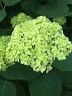 HYDRANGEA ARB. LIME RICKEY ®