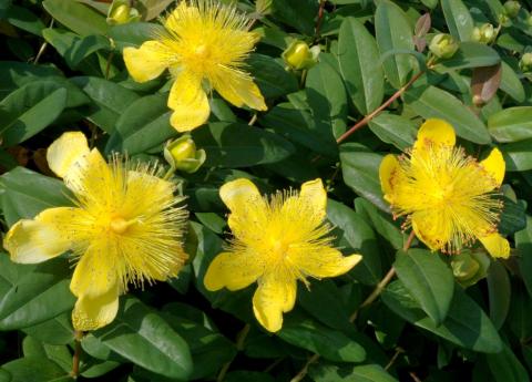 HYPERICUM CALYCINUM