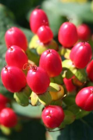 HYPERICUM IN. MAGICAL RED FAME ®