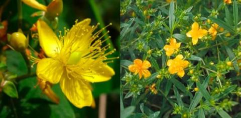 HYPERICUM KALM. GEMO
