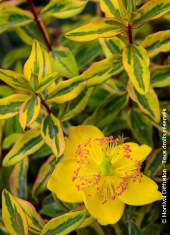 HYPERICUM . LITTLE MISTERRY