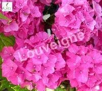 HYDRANGEA M. ALPENGLUHEN