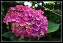 HYDRANGEA M. CARMEN