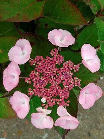 HYDRANGEA MACRO. DOLCE GIPSY ®