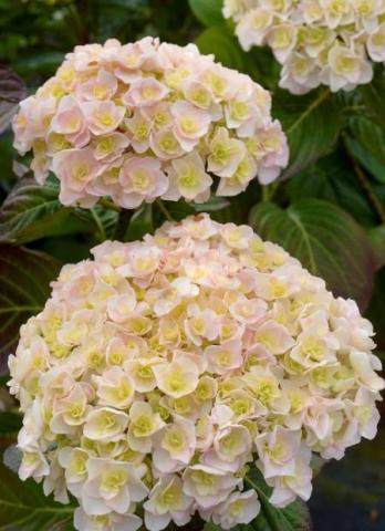 HYDRANGEA M. KAZAN