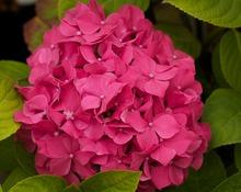 HYDRANGEA M. KING GEORGES