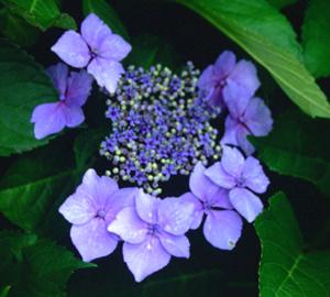 HYDRANGEA MARIESII LILACINA