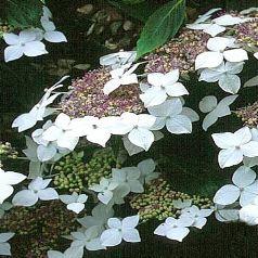 HYDRANGEA M. LANARTH WHITE