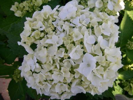 HYDRANGEA M. MME MOULIERE