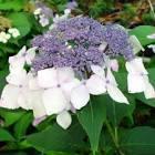 HYDRANGEA M.TEL. MARIESII PERFECTA