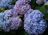 HYDRANGEA MACR. NIKKO BLUE