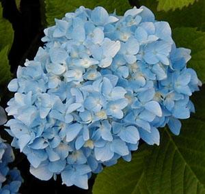 HYDRANGEA MACR. OTAKSA