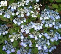 HYDRANGEA MARIESII PERFECTA