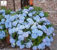 HYDRANGEA M. SAINTE CLAIRE