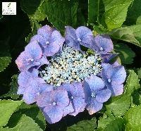 HYDRANGEA M. TELLER BLUE