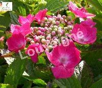 HYDRANGEA M. TELLER RED (ROTHSCWANZ)