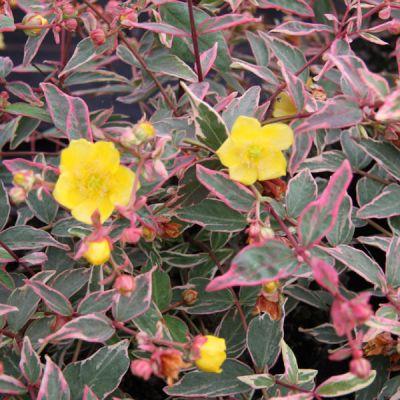 HYPERICUM MOS. TRICOLOR