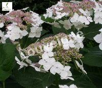 HYDRANGEA M. TELLER WHITE