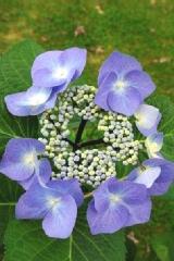 HYDRANGEA MACR ZORRO®