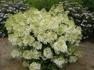 HYDRANGEA PAN. BOBO ®