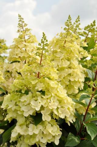 HYDRANGEA PAN. CANDLELIGHT ®