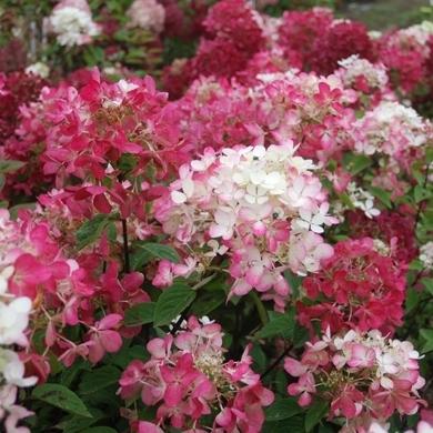 HYDRANGEA P. DIAMANT ROUGE ®