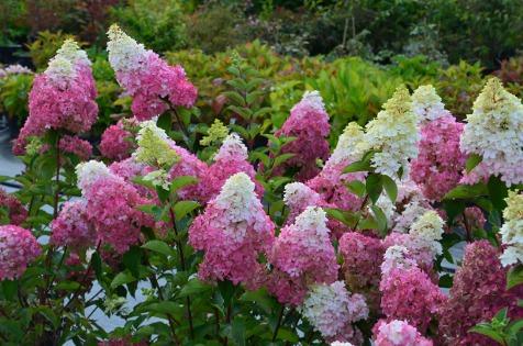 HYDRANGEA PAN. FRAISE MELBA ®