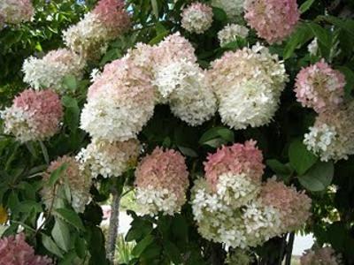 HYDRANGEA PAN. GRANDIFLORA