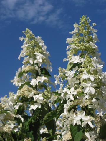 HYDRANGEA PANIC. LEVANA ®