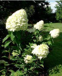 HYDRANGEA P. LIMELIGHT®