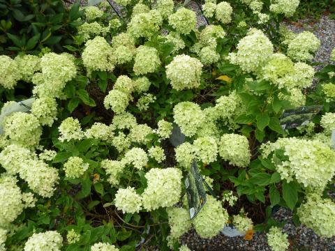 HYDRANGEA PAN. LITTLE LIME®