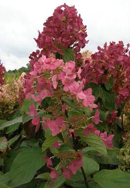 HYDRANGEA P. MEGA MINDY ®