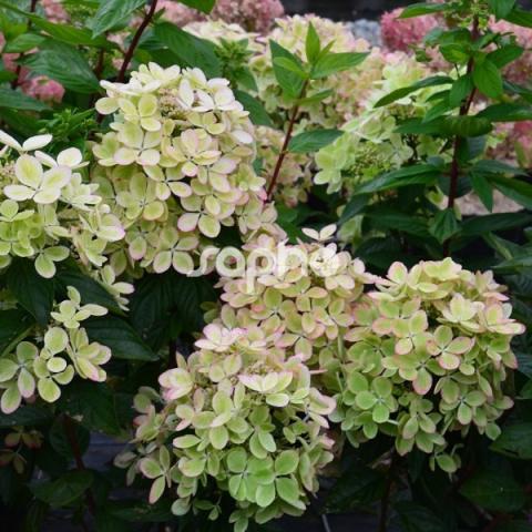 HYDRANGEA P. PASTEL GREEN ®