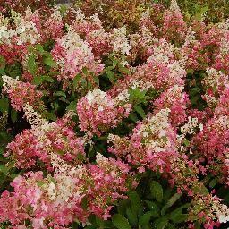 HYDRANGEA PAN. PHANTOM