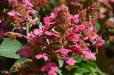 HYDRANGEA PAN. PRIM RED