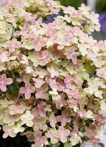 HYDRANGEA PAN. POLE STAR