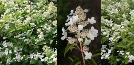 HYDRANGEA PAN. PRIM WHITE ®