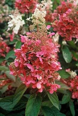 HYDRANGEA PAN. PINKY WINKY®