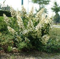 HYDRANGEA PAN. UNIQUE