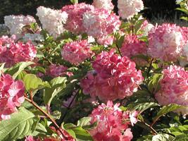 HYDRANGEA P. VANILLE FRAISE