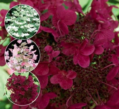 HYDRANGEA PANIC. WIM'S RED ®