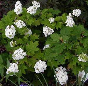 HYDRANGEA QUERC. ALICE