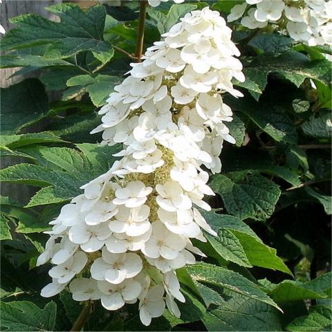 HYDRANGEA QU. ICE  CRYSTAL