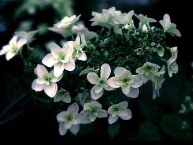 HYDRANGEA QU. SNOW GIANT