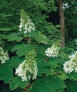 HYDRANGEA QU. SNOWFLAKE