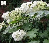 HYDRANGEA QU. SNOW QUEEN