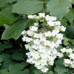 HYDRANGEA QUERCIFOLIA